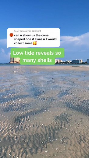 Discovering Alphabet Cone Shells at Low Tide