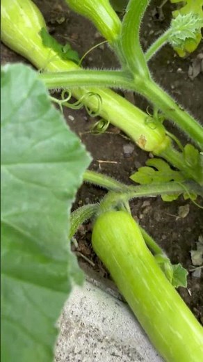 Growing Butternut Squash in New England - Gardening Tips - DIY - How to Grow