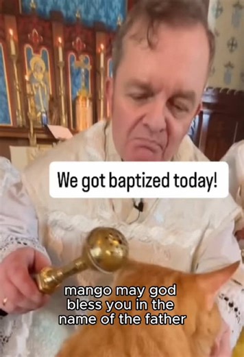 Understanding Cats: The Misconception of Evil Behavior