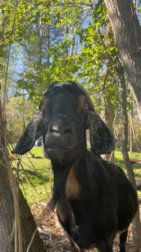 Meet our curious little explorer! 🐐🌳 Fresh air and sunshine make the best adventure buddies. #NatureLover #FarmLife | Rural Lifestyle