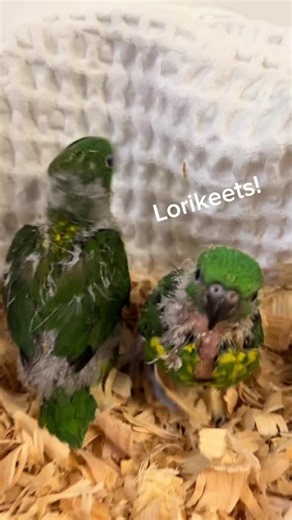 Omars Exotic Birds (@omarsexoticbirds1)’s videos with original sound - Omars Exotic Birds