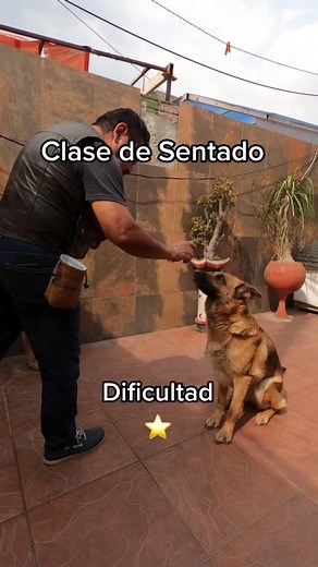 Cómo enseñar a tu pastor alemán a sentarse