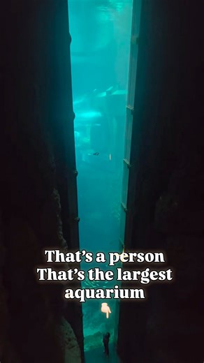 Largest Aquarium in the world located at Seaworld Abu Dhabi with over 25 million liters of water and 68,000 animals #DubaiAttractions #travel #dubai #AbuDhabiToDubai #SeaWorldAbuDhabi #seaworld #fishlife #largest #HUGE #aquarium #fishtank | Theme Park Motivation Richard Albertson