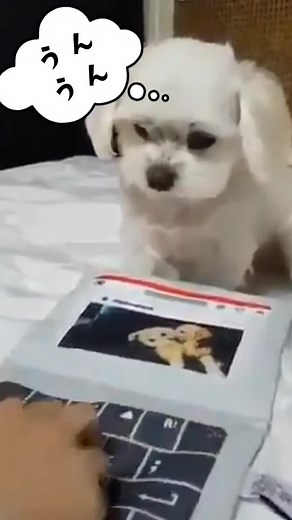 【プロフェッショナル】仕事の流儀『あなたにとって仕事とは…』#癒し動画 #あにまる #笑える