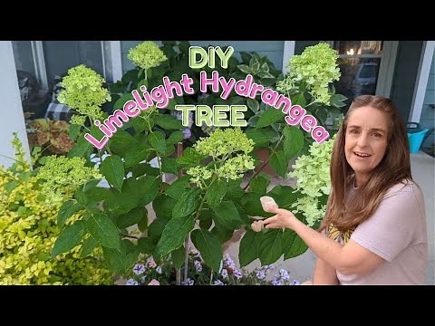 How To Train a Limelight Hydrangea into a TREE! Create a Limelight Standard * DIY Treeform Hydrangea