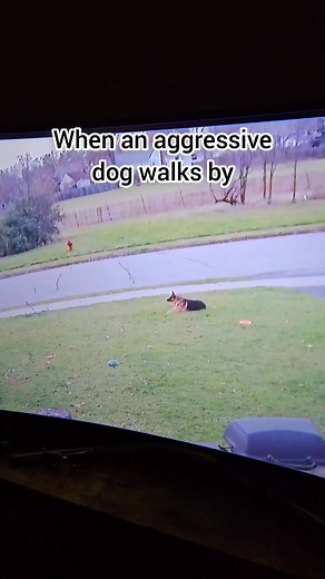 Understanding German Shepherd Shedding and Care