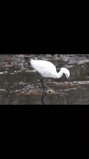 Lightning Strike! ⚡🪶 Watch This Little Egret Hunt & Swallow a Fish Whole!