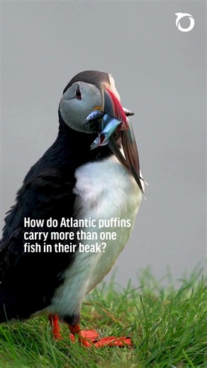 Puffins: Birds of the Atlantic with Clever Fishing Skills