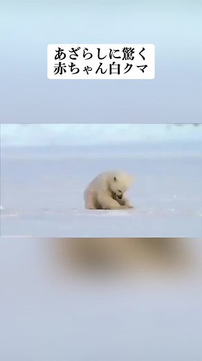白くま赤ちゃんとあざらしのかわいい瞬間