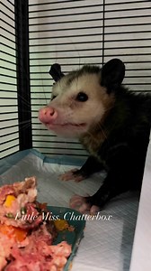 478K views · 14K reactions | Opossums make a lot of noises and communicate to us/predators in a variety of ways. This sweet girl is very fearful of us. Teeth chattering can be a natural reaction to high stress levels in humans, and apparently in opossums too. Rest assured, she’s doing great and we’re giving her space. | North Texas Wildlife Center | Facebook