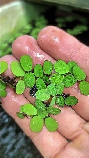 Tanaman gulma penjernih air ( Salvinia Minima/Molesta )