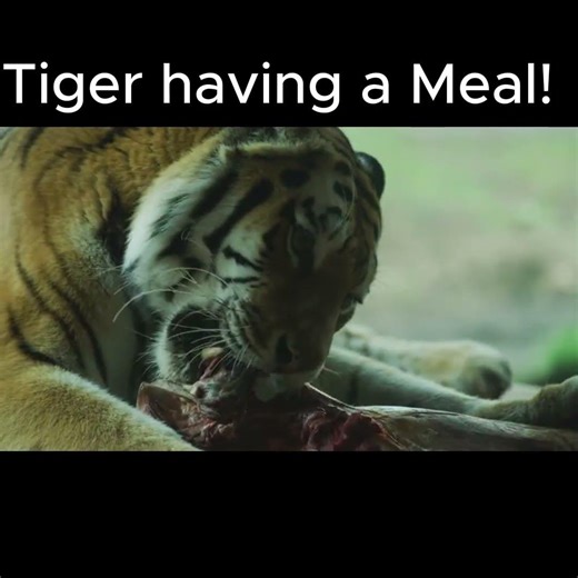 HUGE TIGER 🐯 Eating Meat Majestically! WOW🍖🐅