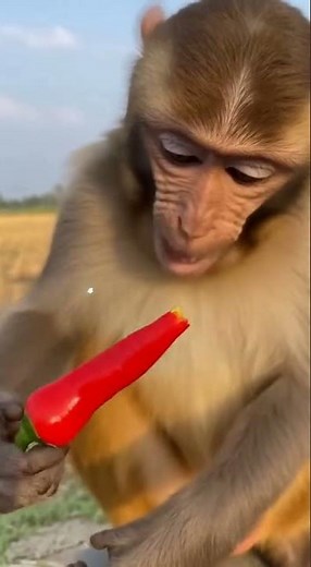 CAT VS MONKEY 😂 FUNNY MOMENT 😂