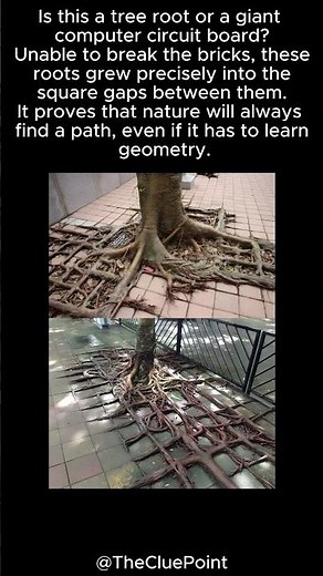 Tree Roots Growing in SQUARES 🌳🔲