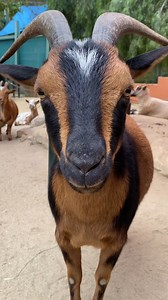 You maaay have *herd* that it's #WorldGoatDay! 🐐 Goats were one of the first animals to be domesticated over 10,000 years ago. They have since been bred for many purposes, including wool production, rangeland management, and companionship. Goats are truly...the #GOAT. #TheGOAT | Los Angeles Zoo
