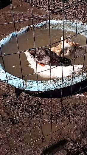 #callduckdrake #pekin #duck #mating #breeding #ambition