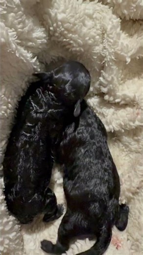 TOY POODLE GIVING BIRTH 🖤🐾 #shorts #viralshorts #danistories #toypoodle #doggivingbirth