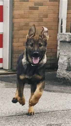 From bomb detection to search and rescue, our #policedogs are always ready to serve alongside us to keep our communities safe. Our Police Dog Services wouldn’t exist without our four-legged friends. #DogAppreciationDay #HappyDogAppreciationDay | BC RCMP