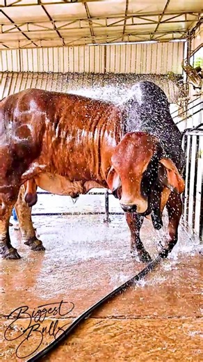 Red Brahman bull from Brownie's Ranch | Biggest Bulls Photography