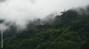 Mindo cloud forest time lapse with creation of clouds and motion of fog and mist, Ecuador.