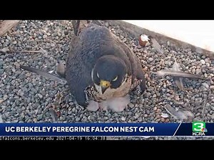 LIVE | Check out UC Berkeley’s peregrine falcon nest cam after three chicks hatched