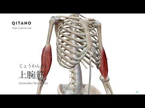 上腕筋の解剖学図｜musculus brachialis｜筋肉辞典#8