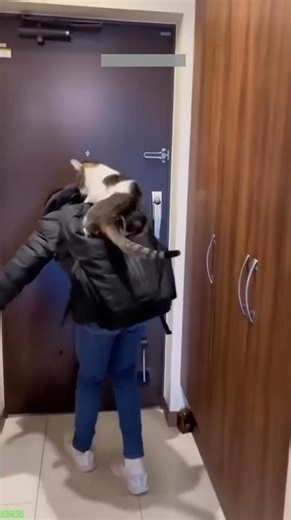 Funniest Cat 🙀 Cats Being Cats 🥰 # Ep 4314