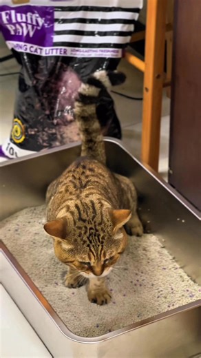 1K views · 761 reactions | Alam mo yung feeling na kahit may cat ka...