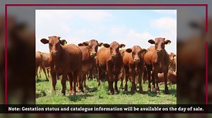 1.2K views · 148 reactions | The total dispersal sale of Human Beefmaster takes place on 29 July 2020 from 11:00 at Farm Delarina, Steynsrus. On offer (1 050 top cattle): - 50 B Veld Bulls - 200 Top Stud Beefmaster Cows and Heifers - 800 Top Commercial Beefmaster Cows and Heifers More information: https://events.bkb.co.za/event/human-beefmaster-human-savm/ | BKB | Facebook