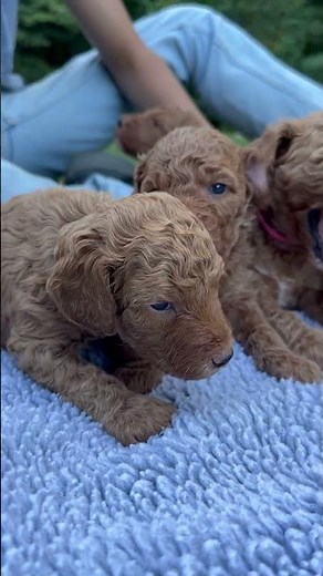 Doodle Puppies Love Snuggling With Their Siblings