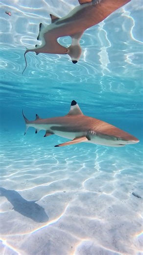 Swimming with Black Tip Reef Sharks in crystal clear waters #sharks #diving | Dustin Burkhouse photography