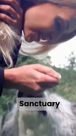 75K views · 4.4K reactions | The oldest Wolf in the World was 19 yr old Canadian wolf Madadh who was rescued by Wolf Watch UK when just a pup. It is believed her long life was down to clean, mountain water, raw diet, a hardy outdoor environment and stress free..(non zoo environment) Anneka Svenska #wolf #oldestwolf #greywolf #canadianwolf #longevity | Anneka Svenska | Facebook