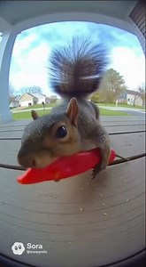 Squirrel Regrets Eating a Hot Pepper 😭🌶️