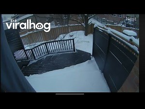 Hawk Attempts to Grab Dog From Backyard || ViralHog