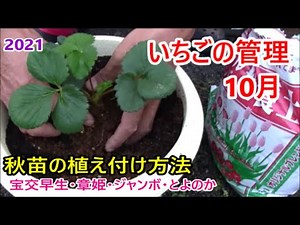 いちごの管理 10月 秋苗の植え方・育て方【いちごのプランター栽培】2021