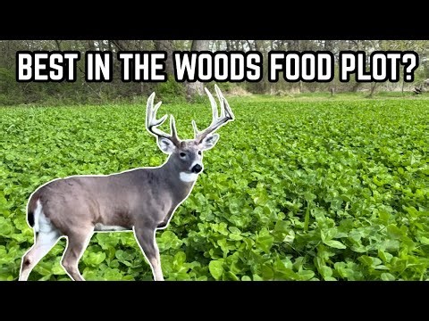 BEST WAY TO MAKE A FOOD PLOT IN THE WOODS FOR DEER |HOW TO|