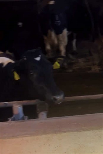 Feeder footage#massey #dairyfarm #cows #backbritishfarming🇬🇧 #beacons