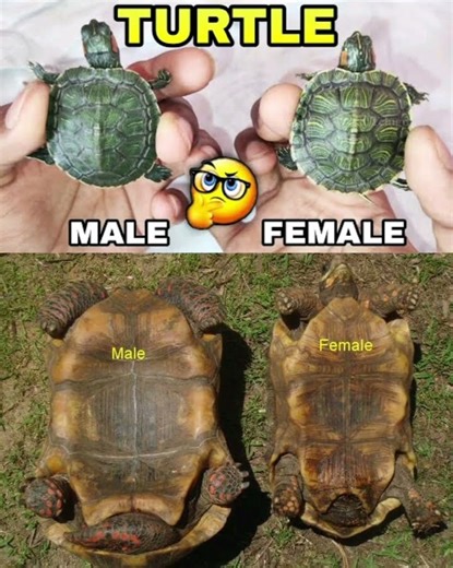 🐢How to Tell Male and Female TurtlesApart | Turtle Care Tips"