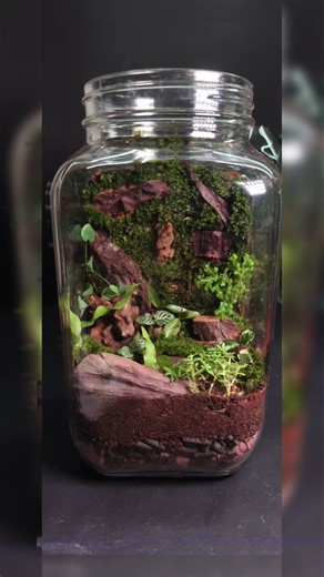 🌲🍁Mini Terrarium in a closed jar 🫙🍁🌲 #diy #terrarium #artist #plants #youtubeshorts