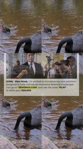 Feeding Geese on a River Featuring Black Swans, Pekin Ducks, Mallards Nature Relaxation Video 61