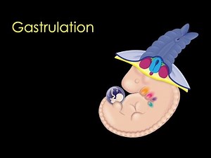 Gastrulation