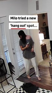 291K views · 520 reactions | Cat Gets Stuck! #cats #catsandblinds #catvideos | Reader's Digest | Facebook