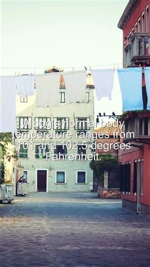 Did You Know? A dog’s normal body temperature ranges from 101 and 1025... #Shorts