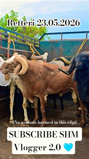 BAKRID 2026 | Retteri Goat Market 2026 (5 a.m. - 12 p.m.) #goat #sheep #farming #video #fyp #market