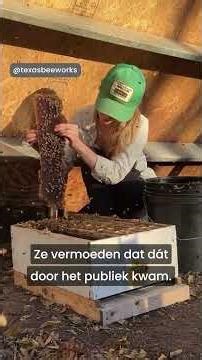 Bijen dansen beter met het juiste publiek