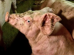 Harrowing footage shows 'starving pigs eating each other alive' at farm