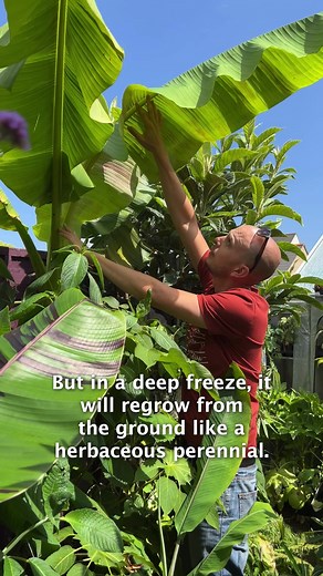 Cold Hardy Banana Plants for Freezing Winter Survival