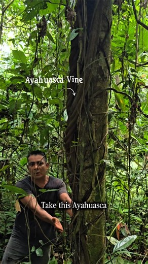 Planta Maestra Ayahuasca Healing Center on Instagram: "At Planta Maestra, we often hear Ayahuasca described as a tree. Botanically, she's a Vine. Ayahuasca is prepared from Banisteriopsis caapi, a woody vine native to the Amazon rainforest. It grows as a climbing liana, not as a free-standing tree. From early in its life cycle, the vine wraps itself around taller trees to gain structural support and access to light. As She matures, the vine becomes increasingly lignified. Over many years, and of
