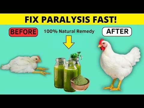 Fix Chicken Paralysis in DAYS with THIS 100% Natural Remedy!