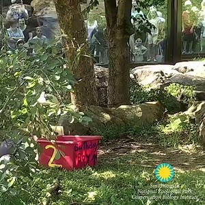 Watch how Pandas celebrate birthdays! | Happy Panda Life